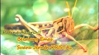 MASTERAN BELALANG EMAS KRISTAL