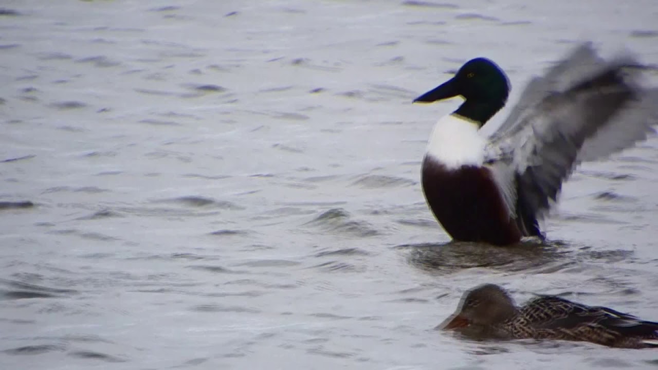 shovelers 