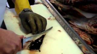 How To Fillet Orange Roughy - By Dean Grooby Knifetechnz Ltd