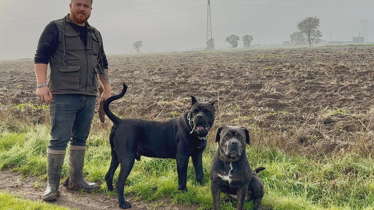 It's Love Time for Hektor! Pairing Him with Zeyna—Cane Corso Puppies on the Way!