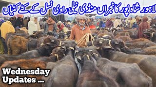 Lahore Cow Mandi Shahpur kanjran | Katta Farming Business Latest Updates | Katti Farming Business 