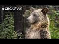 Bears are awake in Kananaskis. Here's what you need to know