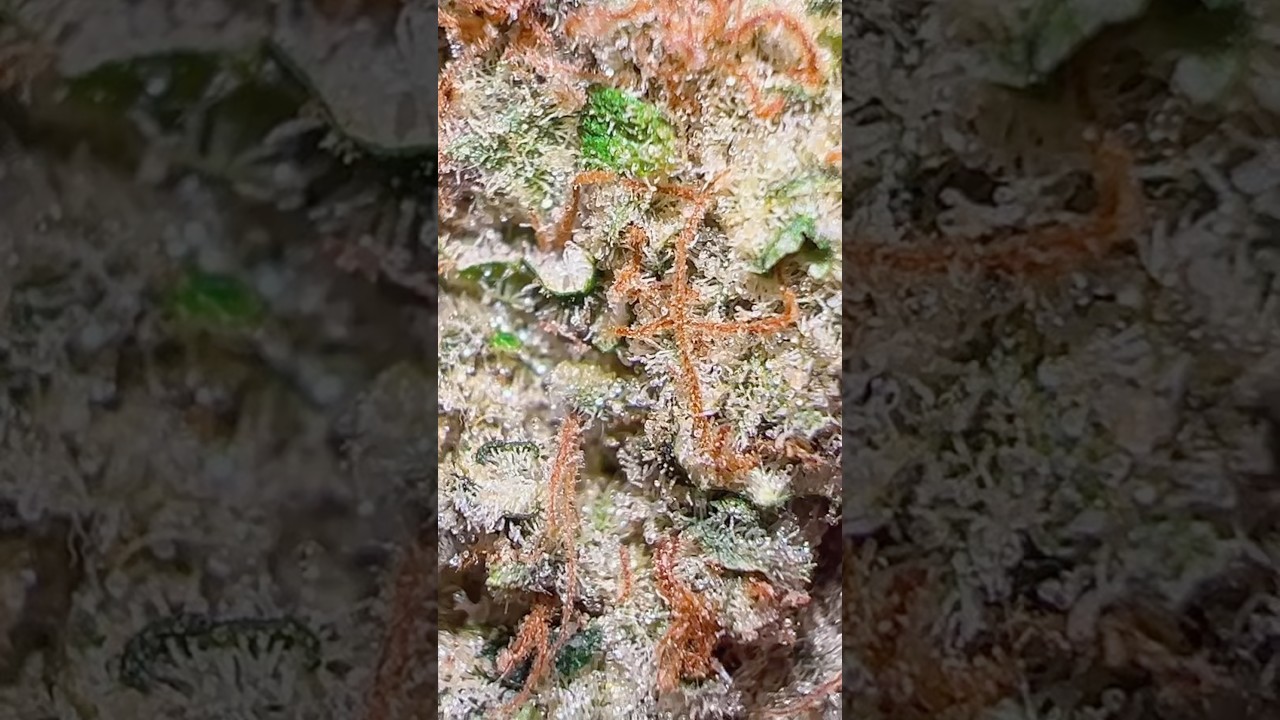 91 Lemons - New Terp City