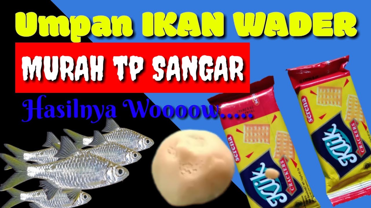 UMPAN MANCING DI KALI | UMPAN MANCING DI SUNGAI KECIL | UMPAN IKAN