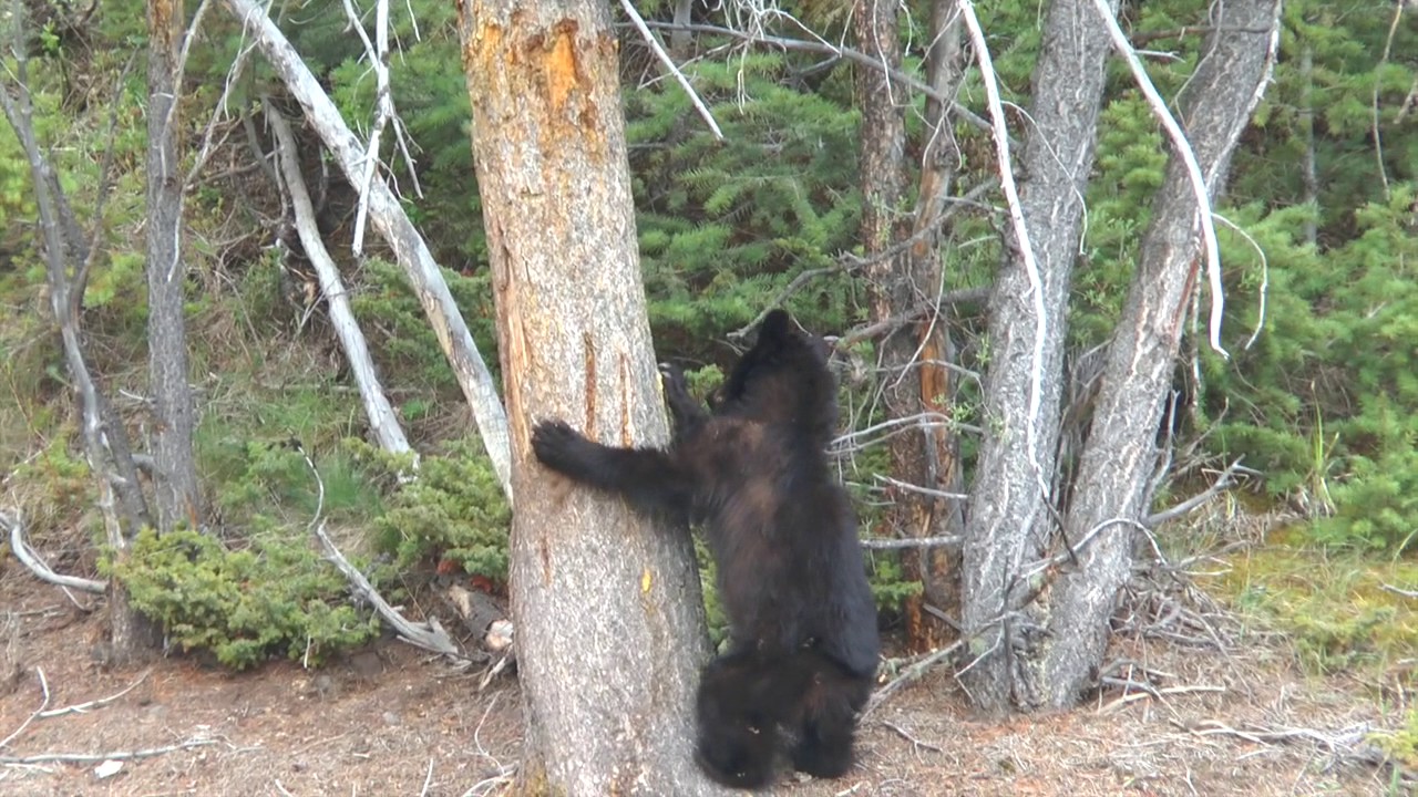 Black Bear cub hide and seek YouTube
