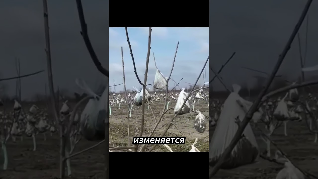 Необычная техника выращивания фруктов в Китае удивила весь мир