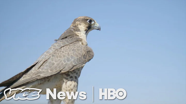 A Master Falconer Shows How His Bird Protects Valuable U.S. Crops (HBO) - DayDayNews