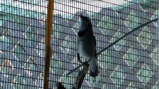 Celebrity A Young Blue Jay Mimicking the Call of a Red-tailed Hawk Wealth