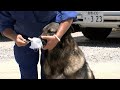 警察犬「チャンス君」が技術を披露 高校で生徒たちに訓練を公開「人間と動物との信頼関係を築いていきたい」【岡山】