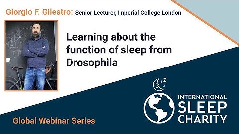 Learning about the function of sleep from Drosophila with Giorgio F. Gilestro