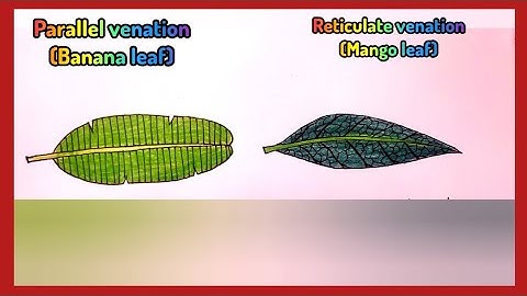 leaf venation diagram|reticulate venation drawing|how to draw leaf venation diagram