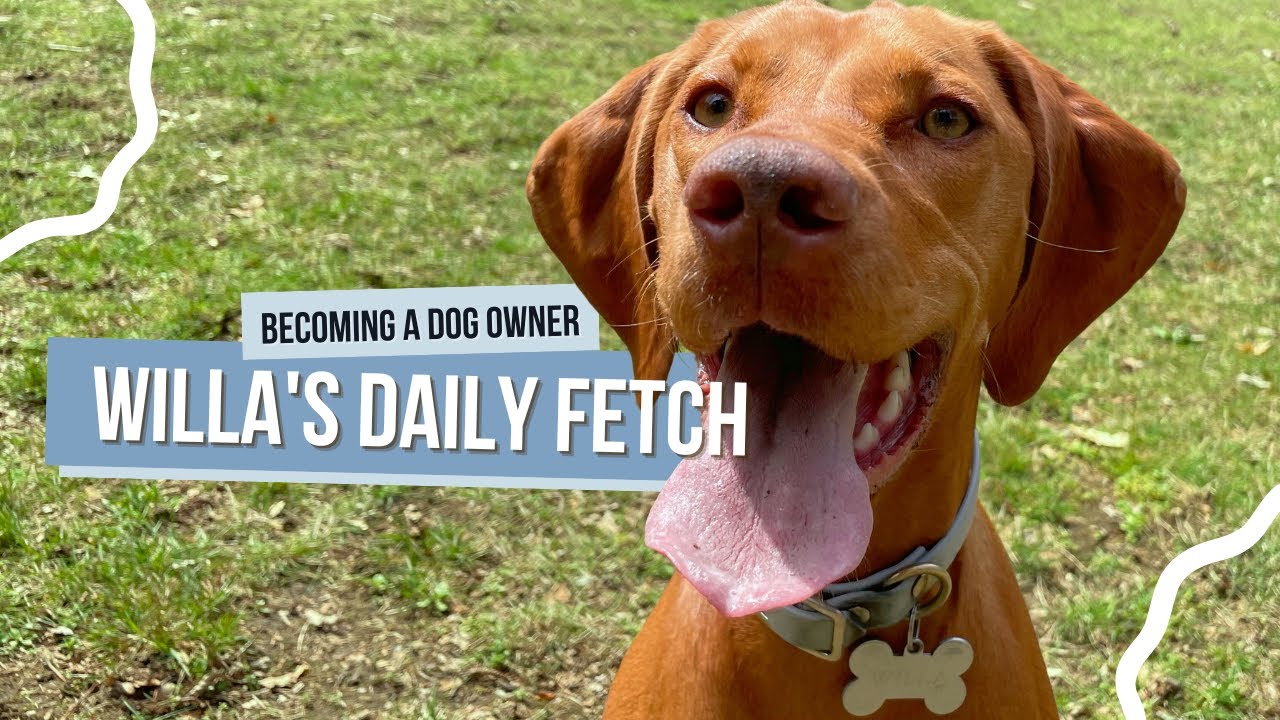 Hyperactive Dog's Daily Fetch Routine & thoughts on the essentials of ...