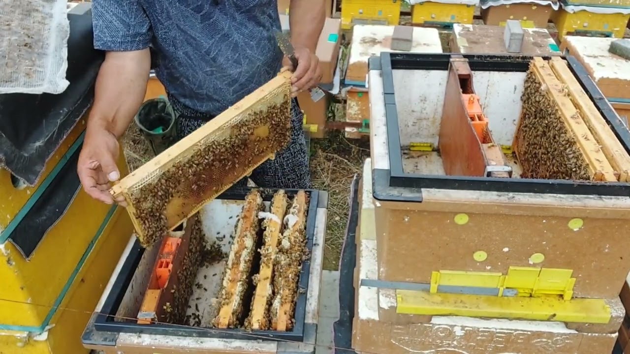 6월까지 신왕 만드는게 좋습니다.(처녀왕 문의 8003-6261)