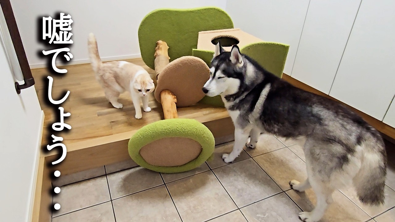 外出中に警報が鳴ったので急いで引き返したら犬と猫が...