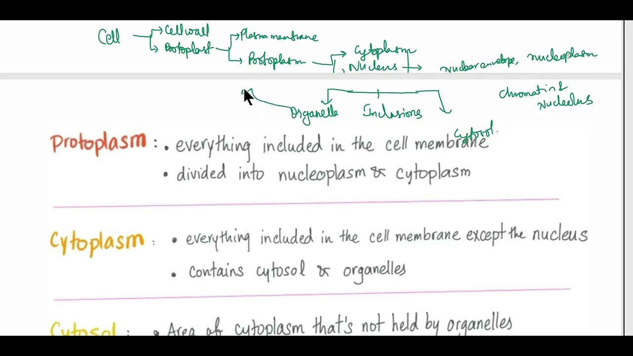 Cytoplasm, Protoplasm & Cytosol and Cell Explained | Cell Biology Crash Course