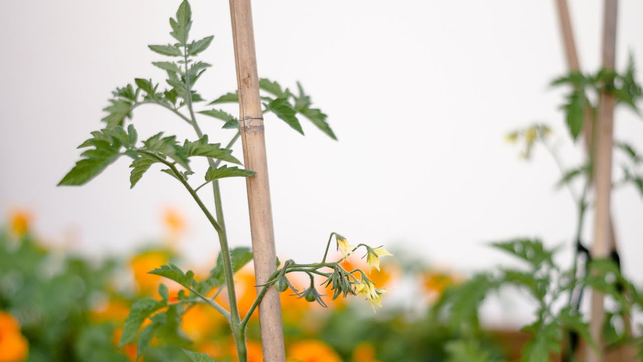 C mo Proteger Tu Huerto Y Tus Plantas Del Calor Del Verano YouTube