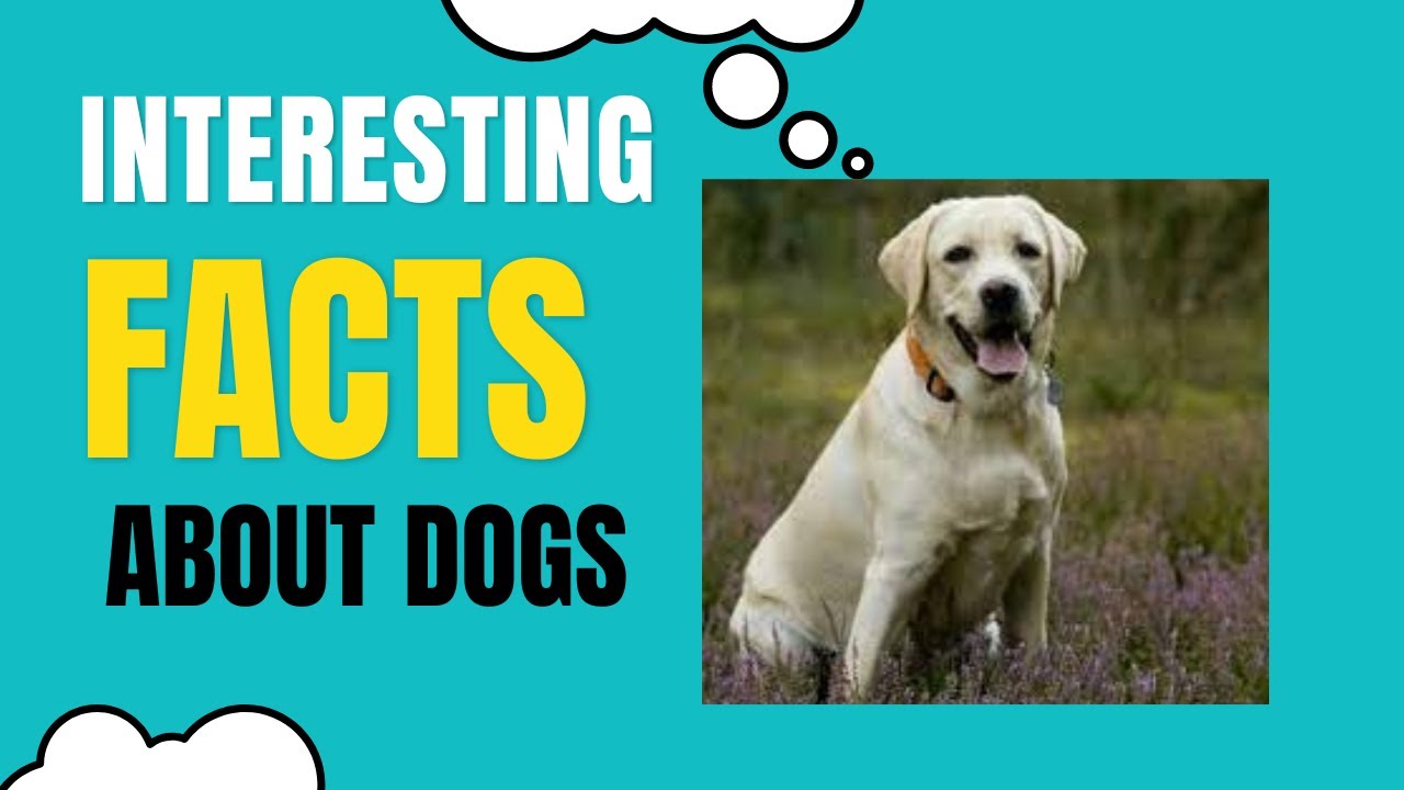 Interesting and lesser known facts about dogs YouTube
