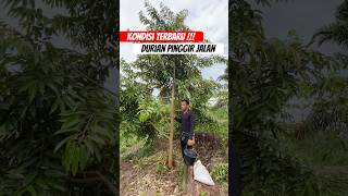 Durian pinggir jalan