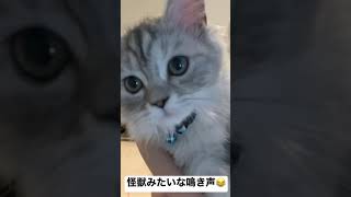 怪獣みたいな鳴き声の子猫 Youtube