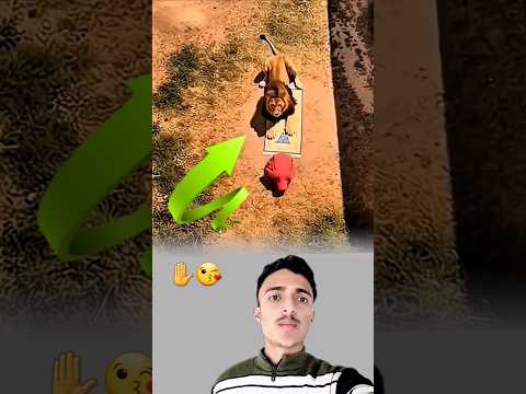 حين احترم الأسد قدسية الصلاة وتراجع سقطت كل أعذار من يملك عقلا وقلب ا ولم يحترمها