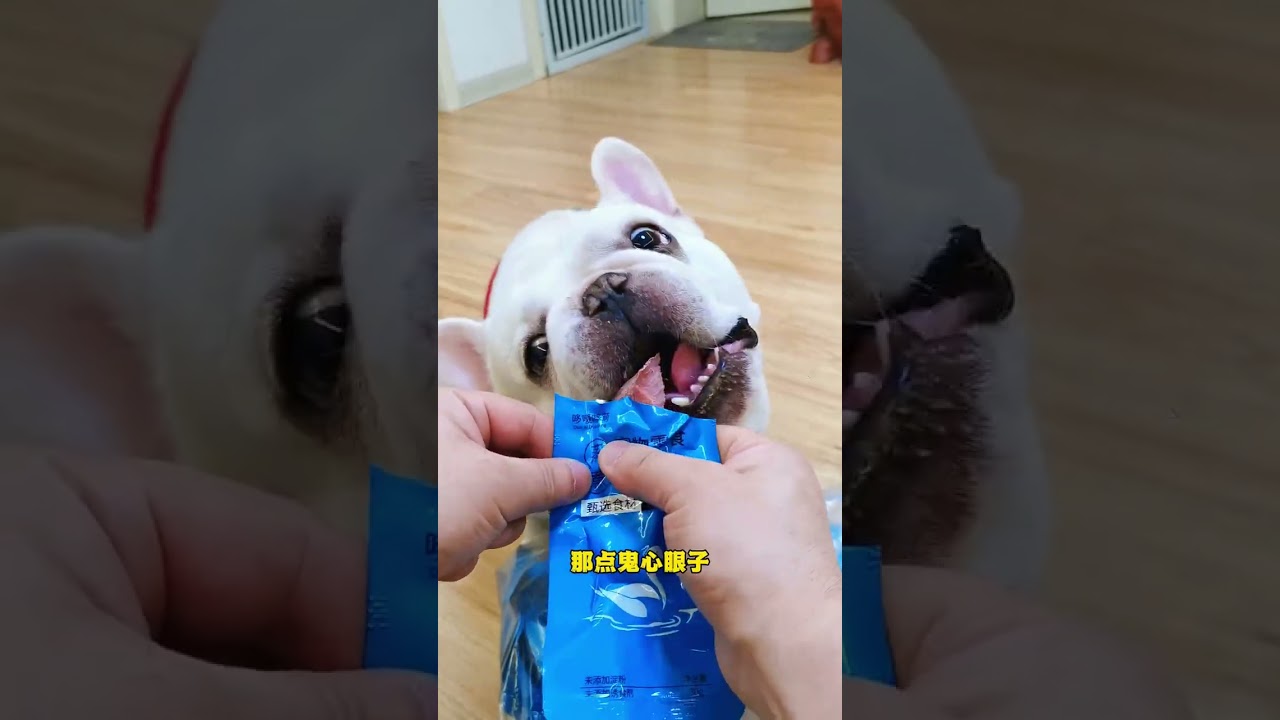 一天天的！鬼心眼子全用在算计好吃的上了！ #法斗#法斗蠢萌#宠物零食#狗狗零食#萌宠好物#貓#狗#寵物#可愛#日常#shorts