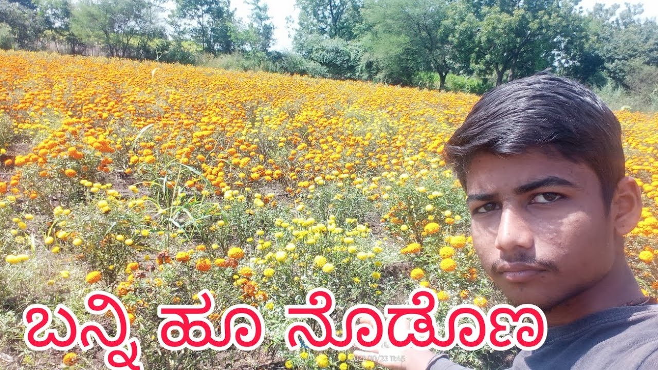 flowers 🌻🌻🌻 In kannada Ravigone Youtube channel YouTube