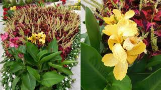 Different canna lilies
