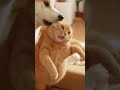 赤ちゃんのミルクを持ってきた秋田犬、なぜか猫を池にドボン　#shorts