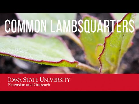 Video: Common Lambsquarters: How To Get Rid Of Lambsquarter Weed