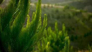 Abodo Key Partner Pan Pac Forest Products