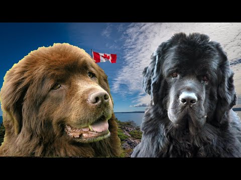 Video: Las mejores razas de perros grandes de Canadá