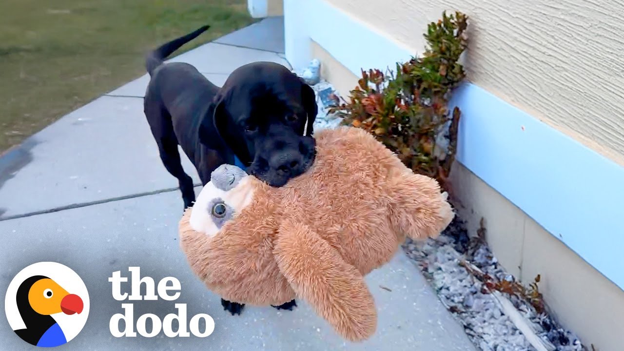 Shy 115-Pound Rescue Mastiff Has To Bring His Stuffies On Walks Now | The Dodo