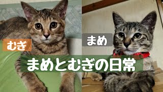まめとむぎの1日。