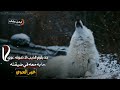 لاحد يلوم الذيب لا صوته عوى ما به معه في ضيقته غير العوي