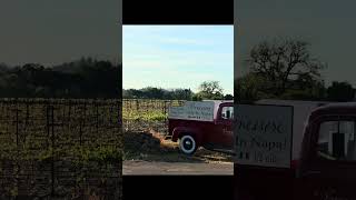 GRWM 10km morning run 🏃🏼‍♀️ in Napa Valley 🍇