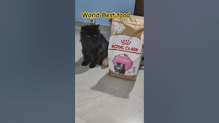 Video 11108891: royal canin persian kitten, royal canin persian cat, persian cat kitten pet, persian cat food kitten, persian cat funny pets, best persian cat food, persian catfood