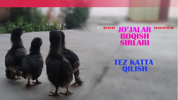 Porno onlayn tomosha: Moms love anal Katta sikli porno aktyorlar royxati