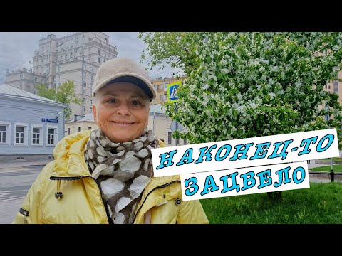 #vlog Гуляем по Москве. Цветущая Москва Дворики Замоскворечья