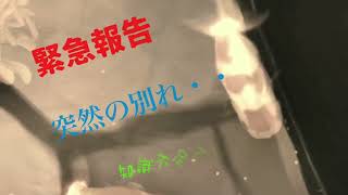 緊急告知 らんちゅう突然の・・