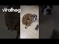 Hungry Boxer Dog Wiggles Booty || ViralHog