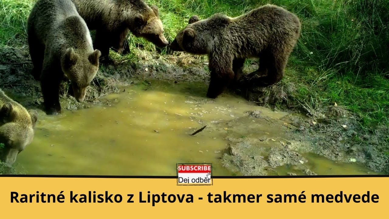 Raritné kalisko z Liptova - takmer samé medvede 💦🐻🐻🐻💦