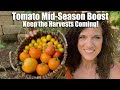 How to do an Easy Tomato Mid-Season Boost to Keep the Harvests Coming 🍅