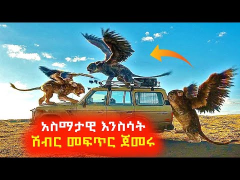 ቪዲዮ: አስማታዊ ኢሬዘርን በመጠቀም የተገላቢጦሽ ጫማዎችን እንዴት ማፅዳት እንደሚቻል -12 ደረጃዎች