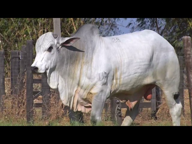 45º Mega Leilão Anual Carpa | TOUROS LOTE 28 - 6095