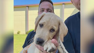 Assistance dog nonprofit partners with correctional institution