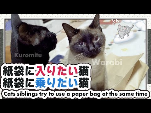 紙袋に入りたい猫と紙袋に乗りたい猫