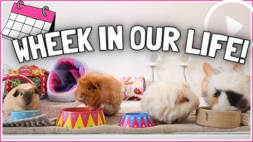 A Week in the Life with 5 Guinea Pigs! 🐹