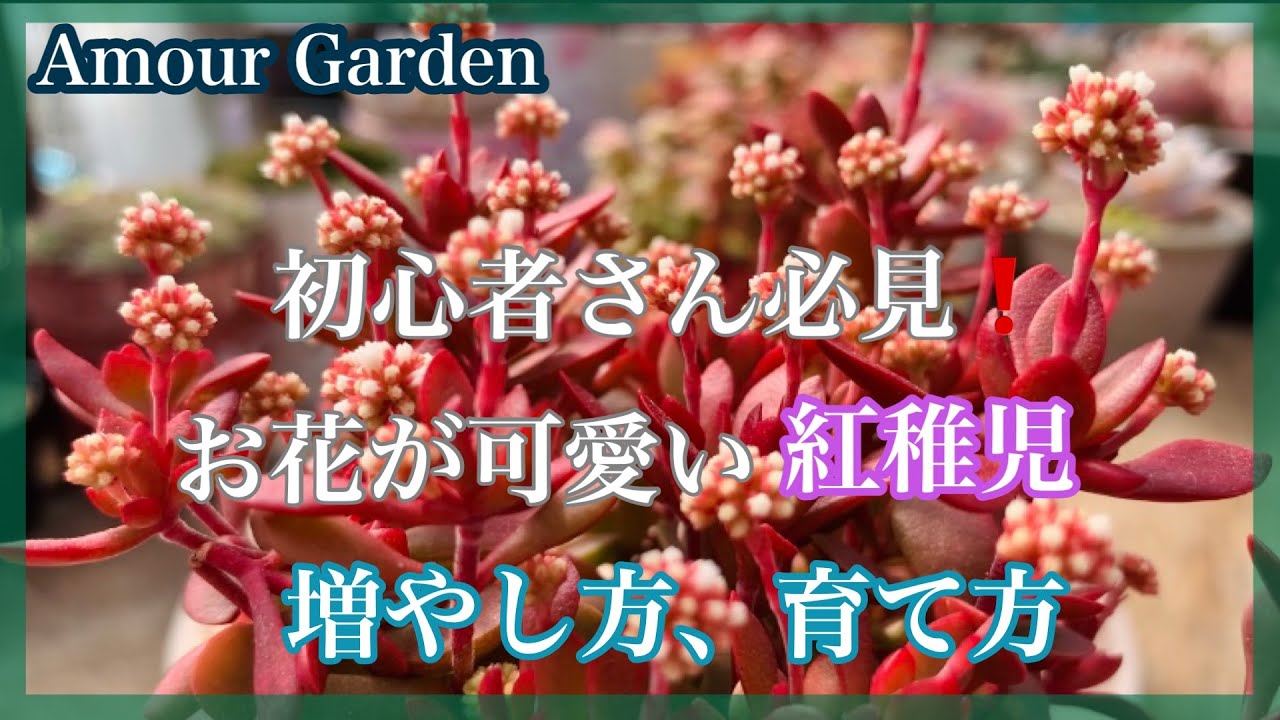 多肉植物】初心者さん必見❣️お花が可愛い紅稚児の増やし方と育て方