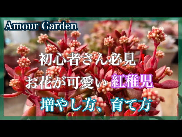 紅稚児② 抜き苗 紅稚児② 抜き苗