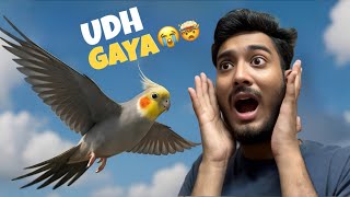 10000- Ka Atiel Birds Udh A Atiel Birds And Hamster